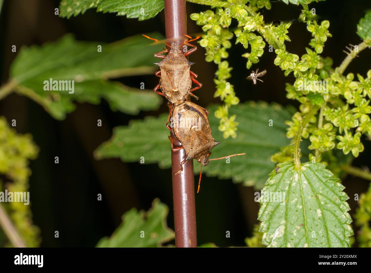 Picromerus bidens famiglia Pentatomidae genere Picromerus Spiny Shidbug natura selvaggia fotografia di insetti, foto, carta da parati Foto Stock