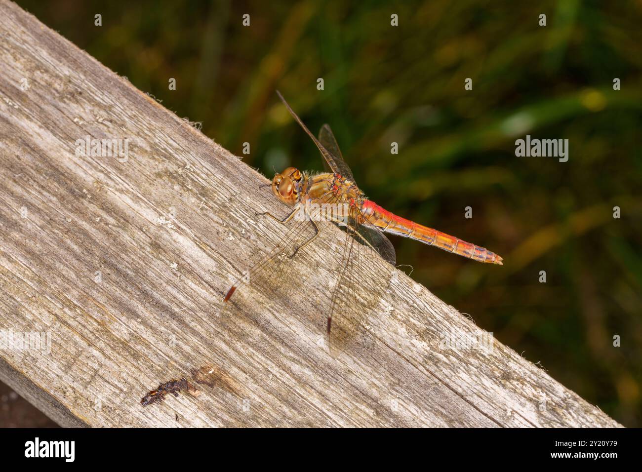 Sympetrum vulgatum famiglia Libellulidae genere Sympetrum Vagrant darter libellula natura selvaggia insetti carta da parati, foto, fotografia Foto Stock