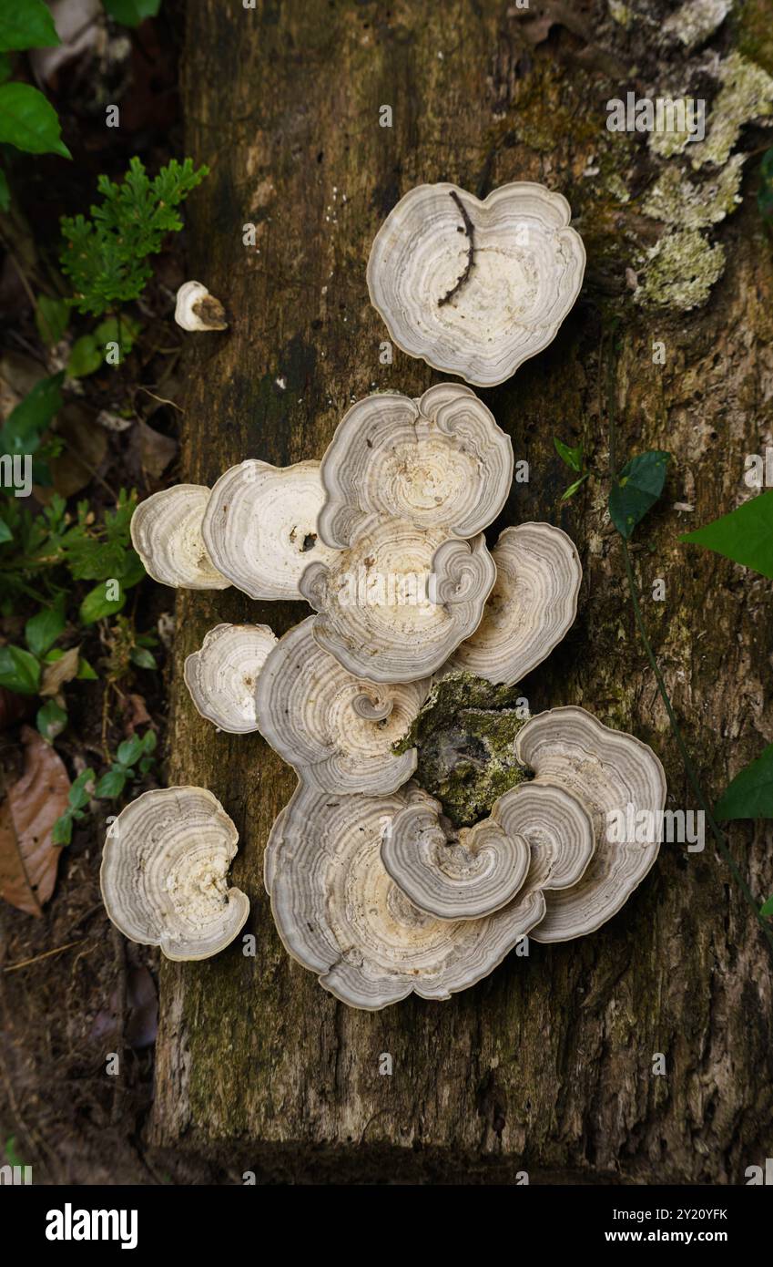funghi bianchi su un tronco Foto Stock