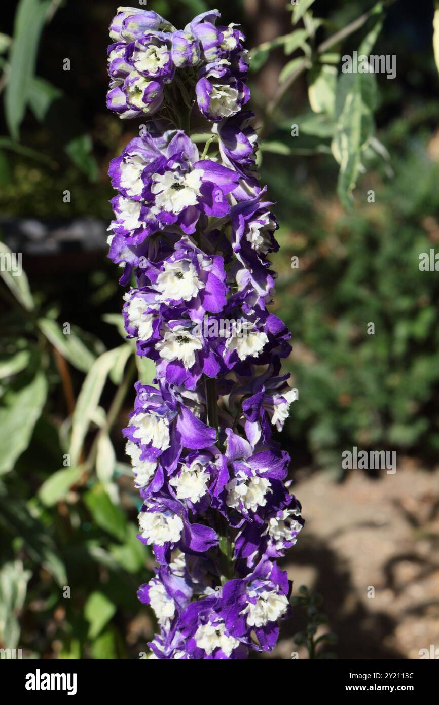 Fiori della pianta alpina del delfinio Delphinium elatum L, in fiore Foto Stock