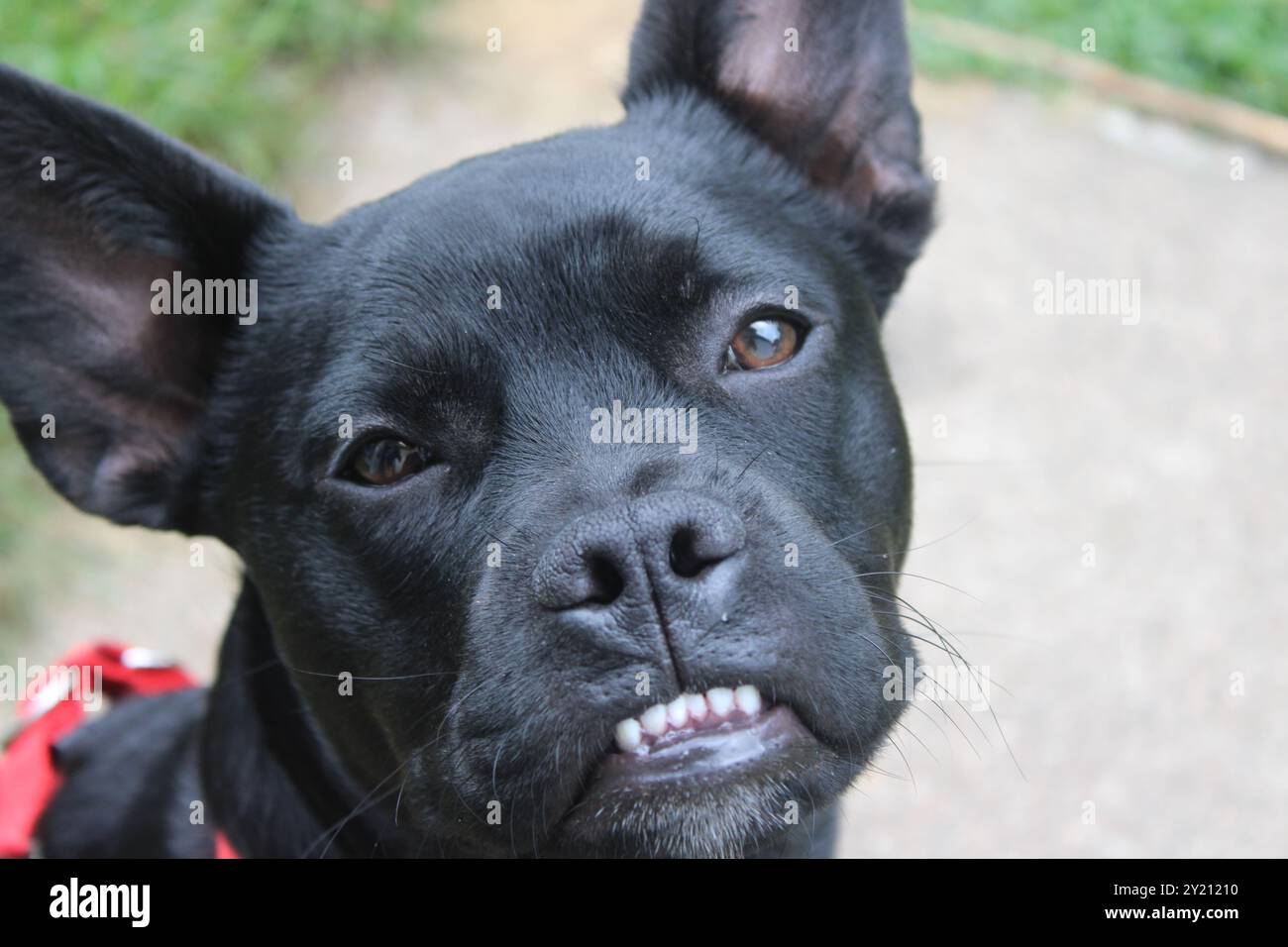 Un cucciolo nero con un underbite e grandi orecchie Foto Stock