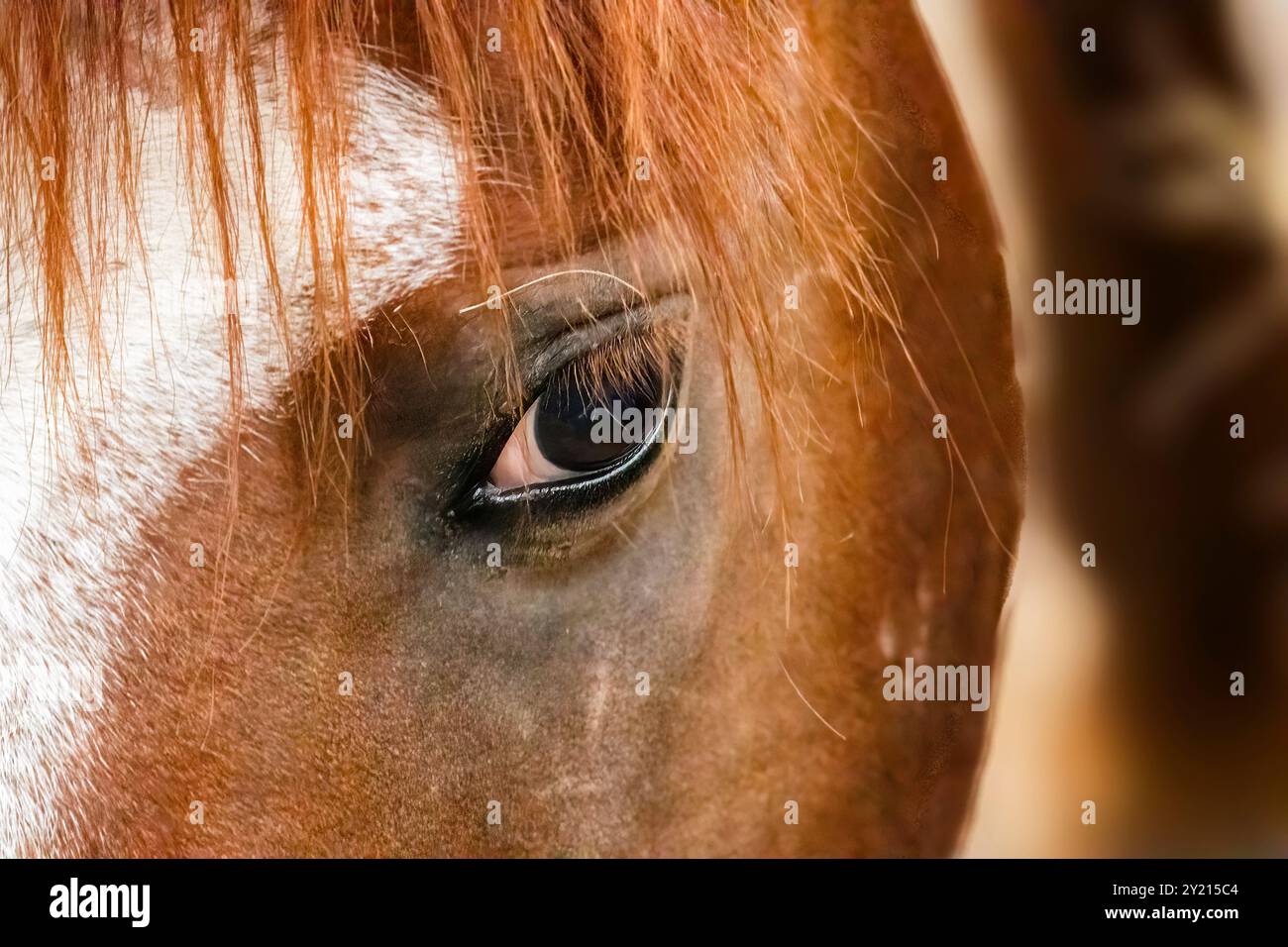 Guarda nel mio occhio! Foto Stock
