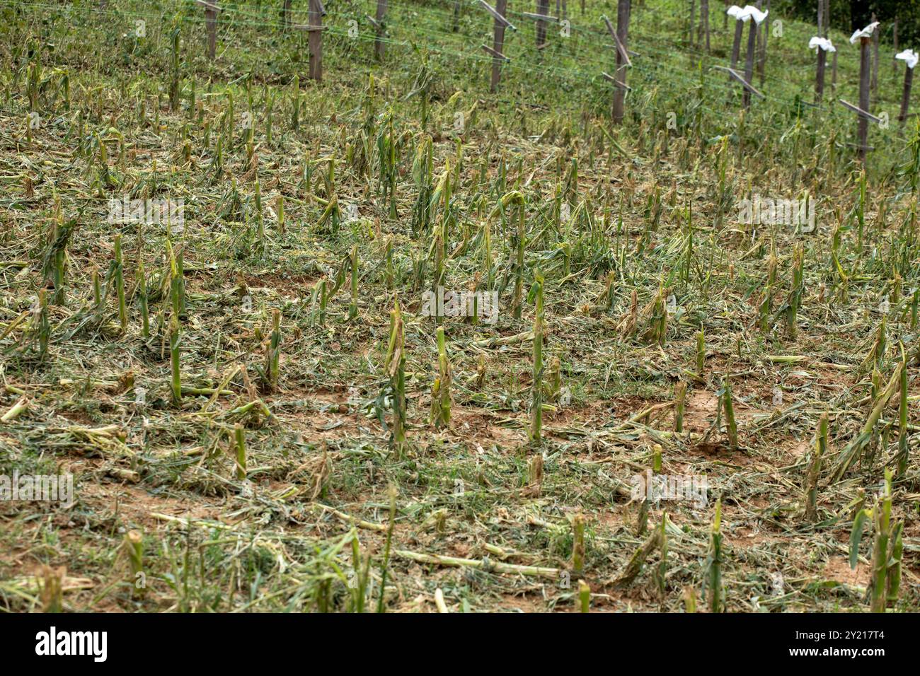 La completa distruzione dei campi di grano Hail Ice ha danneggiato i vapori di mais e il campo - cambiamento climatico - disastro delle tempeste meteorologiche Foto Stock