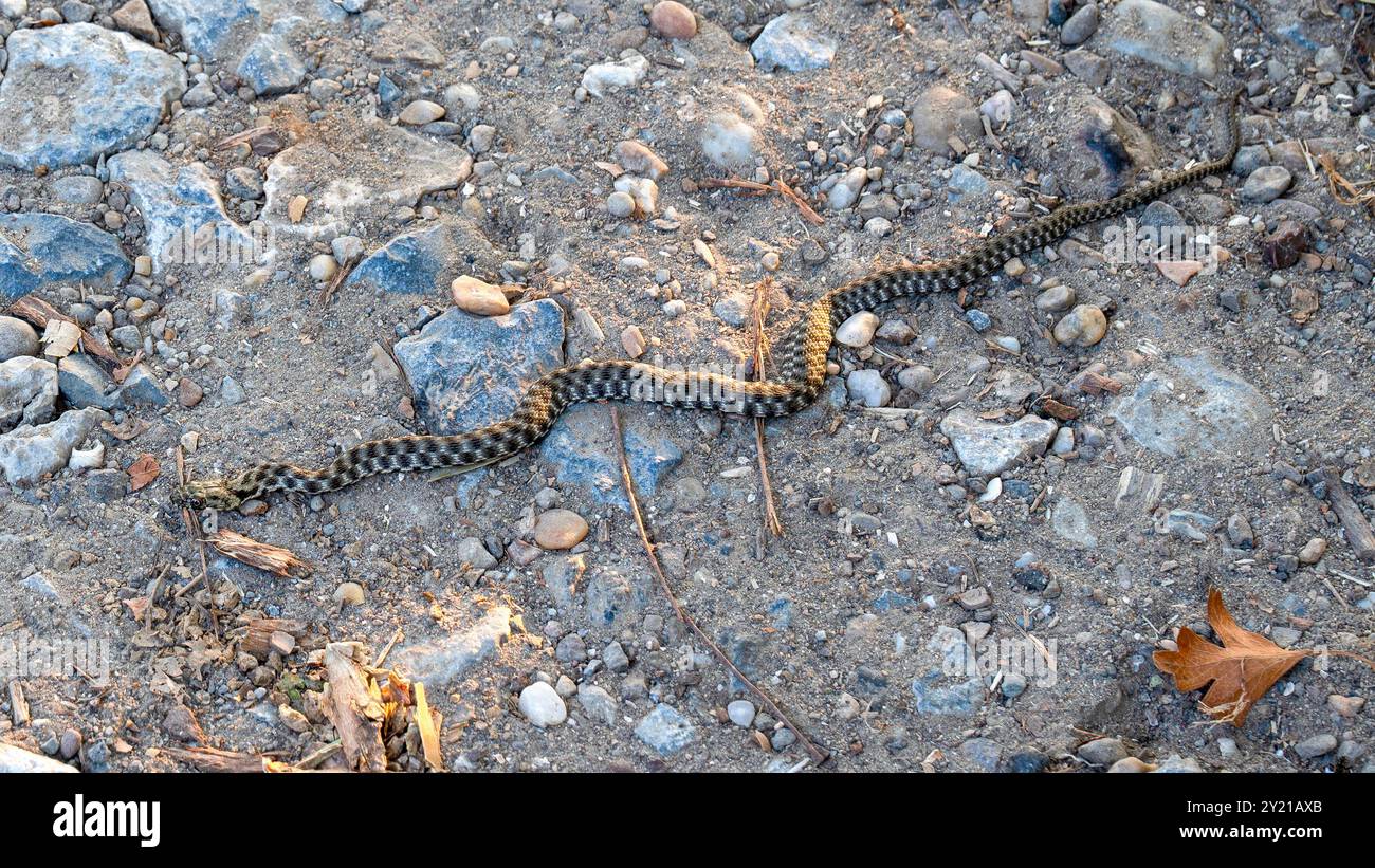 Un serpente d'acqua molto piccolo finge di essere morto per terra Foto Stock
