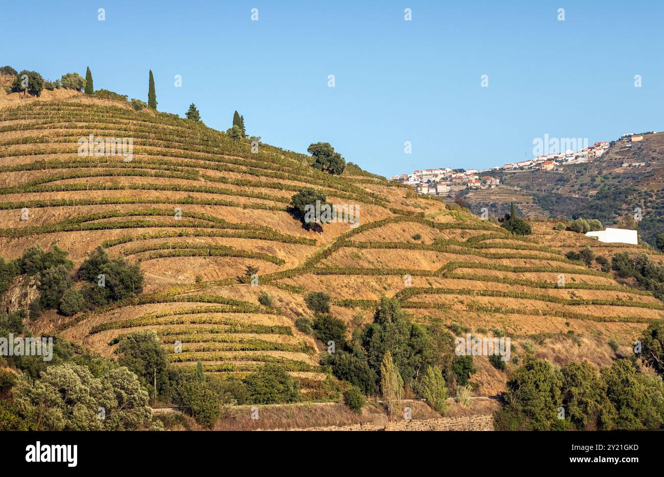Vigneti su terrazze pendii sulla riva del fiume Douro tra il peso da Régua e il Pinhão in Portogallo in una giornata di sole in autunno. Foto Stock