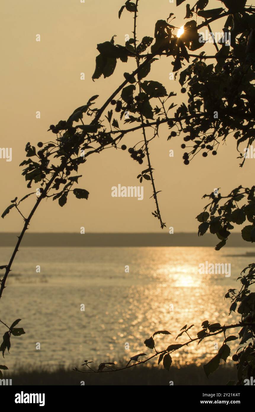 Il Bramble si staglia contro il sole del mattino presto con la luce del sole riflessa sul porto di Pagham Foto Stock Il Bramble si staglia contro il sole del mattino presto con la luce del sole riflessa sul porto di Pagham Foto Stock