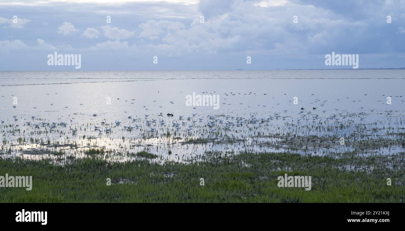 Alghe marine e gabbiani nel Parco nazionale del Mare di Wadden della bassa Sassonia, luce serale, Mare del Nord, Norddeich, bassa Sassonia, Germania, Europa Foto Stock