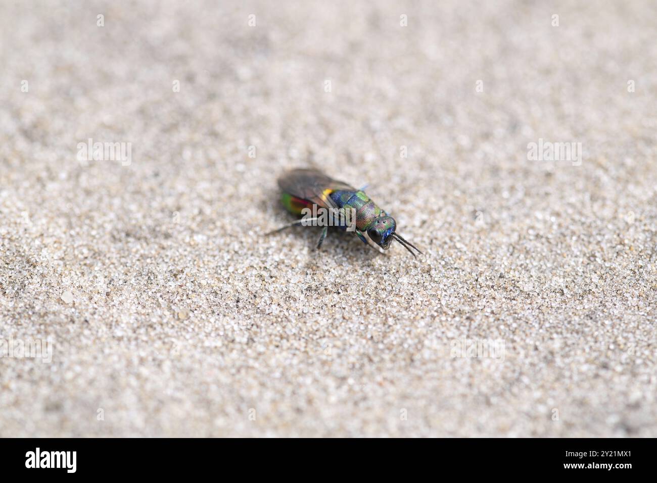 Vespa dorata (Hedychrum rutilans), seduta sulla sabbia a Heide, bassa Sassonia, Germania, Europa Foto Stock