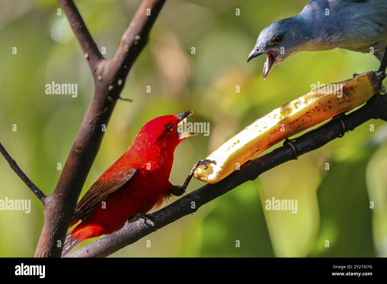 Una tanager brasiliana e una tanager con le spalle azzurre combattono per una banana, si apre, contro sfondo verde defocalizzato, Folha Seca, Brasile, Sud Ameri Foto Stock