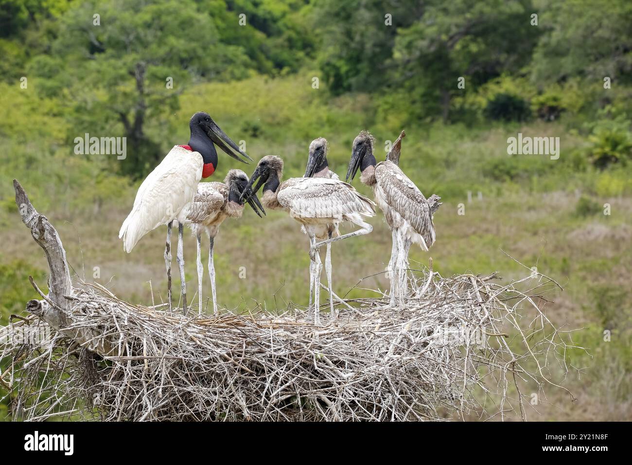 Primo piano di un alto nido Jabiru con quattro giovani Jabirus in attesa di nutrirsi da un adulto, su sfondo verde, Pantanal Wetlands, Mato Grosso, B. Foto Stock