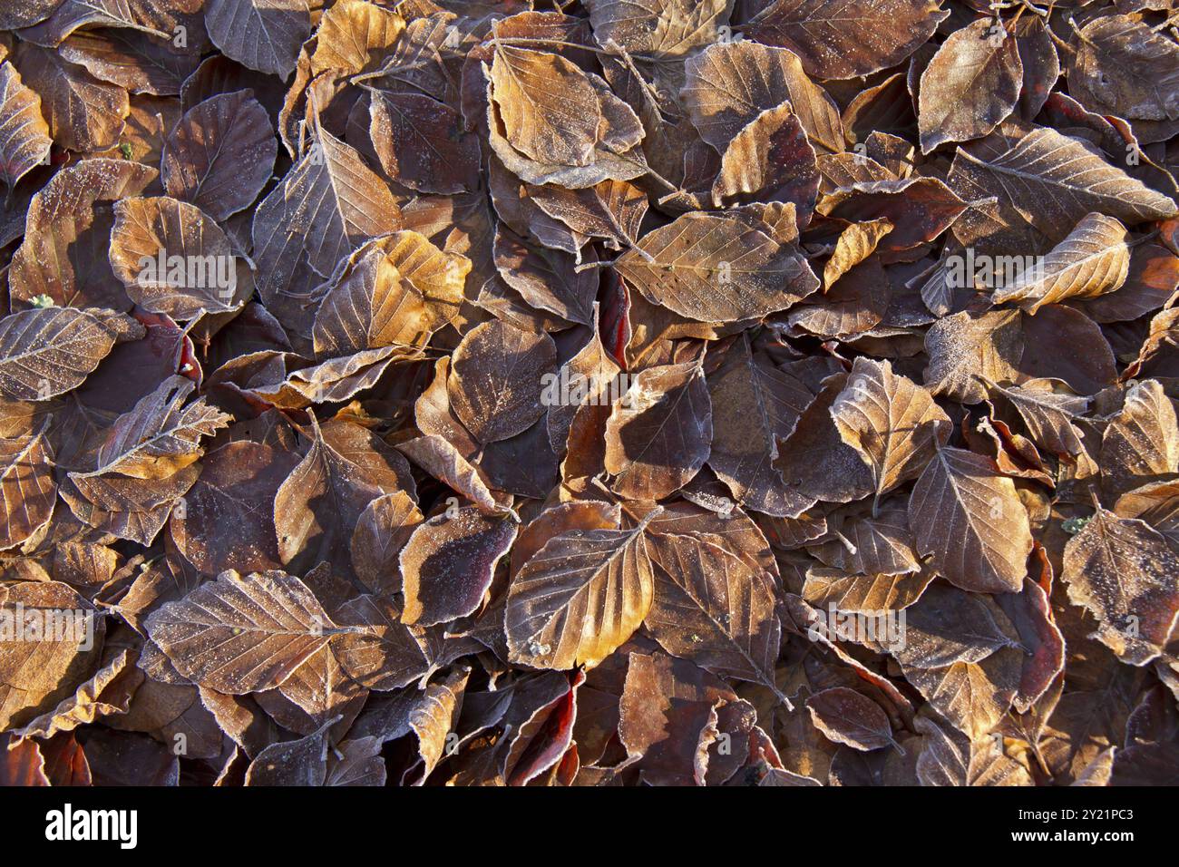 Foglie di faggio cadute e gelo alla luce del sole del mattino presto Foto Stock