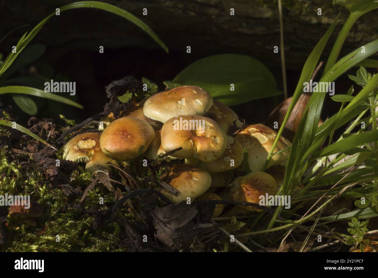 Ammasso di funghi Sulphur Tuft che cresce nel bosco del Sussex Foto Stock