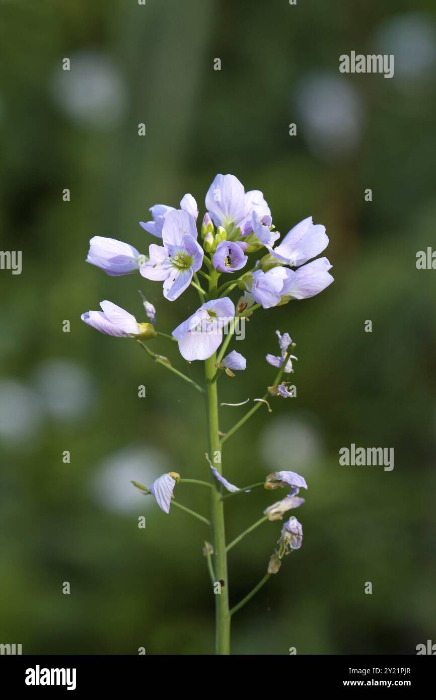 Fiori rosa pallido di Cuckoo Flower o Lady's Smock, nella campagna del Sussex Foto Stock