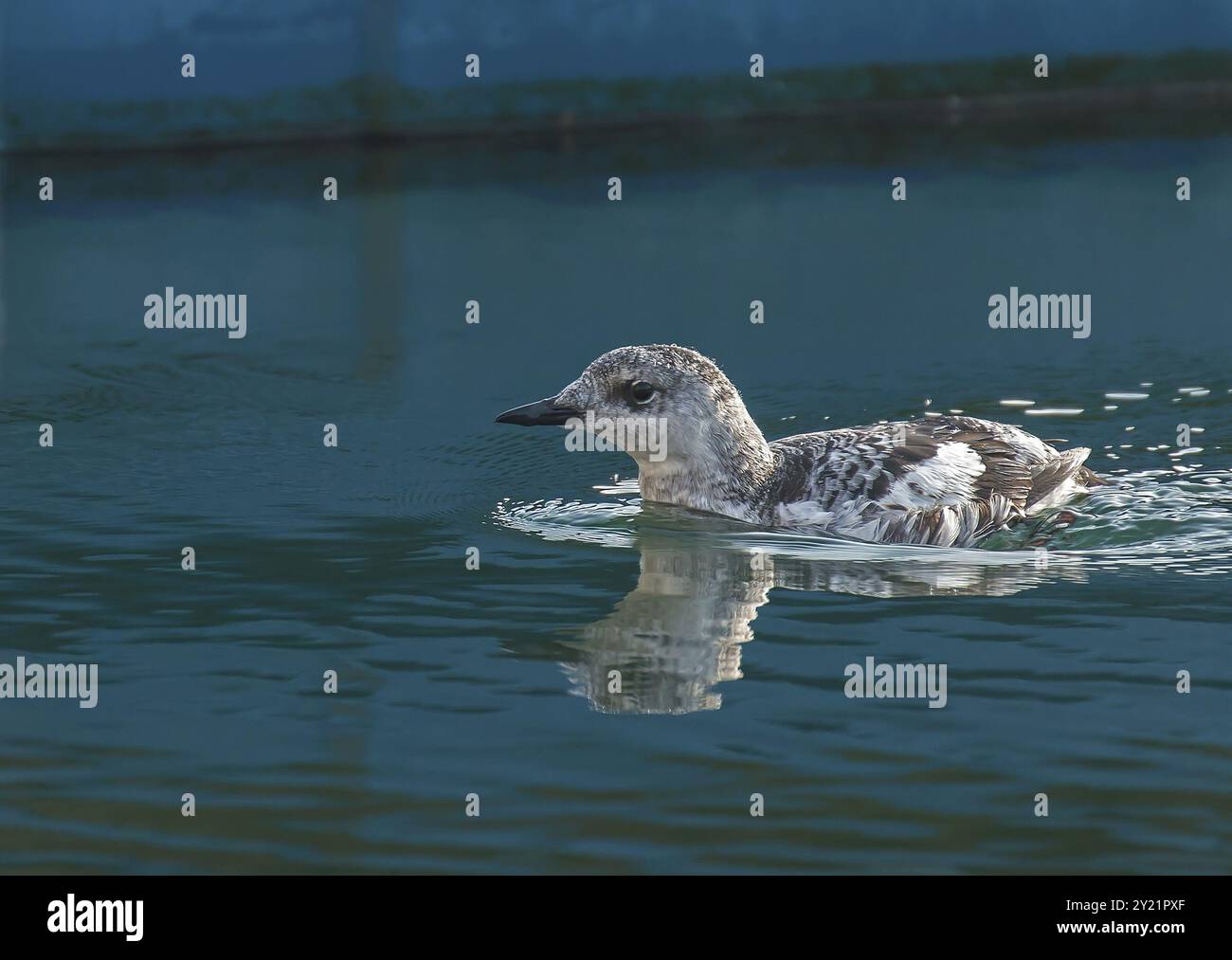 Black Guillemot nel piumaggio invernale, a Sovereign Harbour, Eastbourne. Prodotto stretto Foto Stock