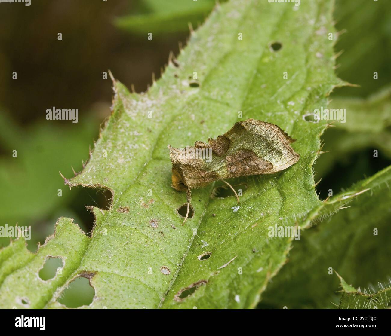 Neoemersa falena in ottone brunito appoggiata sulla foglia Foto Stock