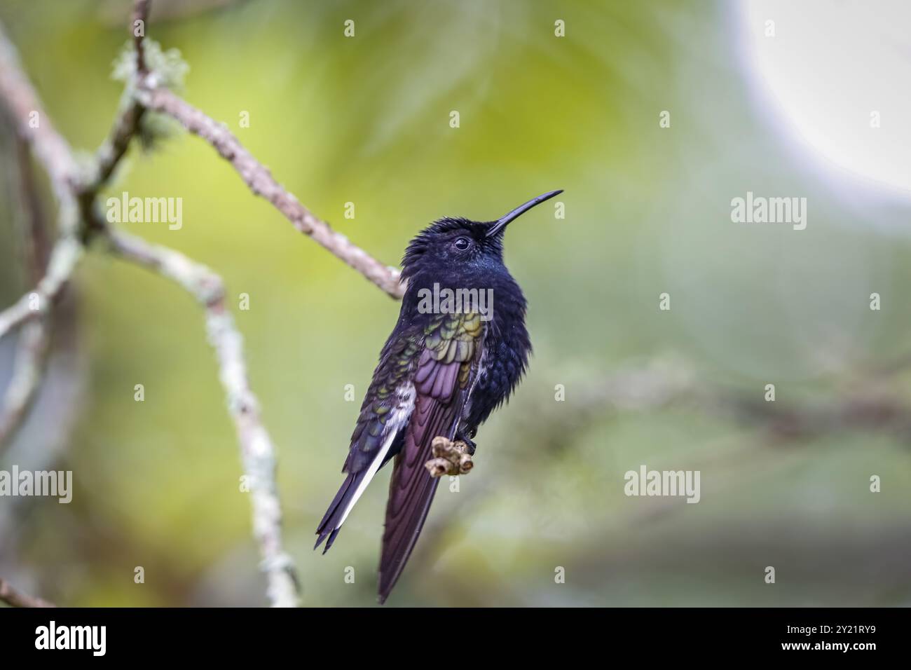 Primo piano di un giacobino nero arroccato su un ramo su sfondo verde brillante defocalizzato, Serra da Mantiqueira, Atlantic Forest, Itatiaia, Brasile, quindi Foto Stock