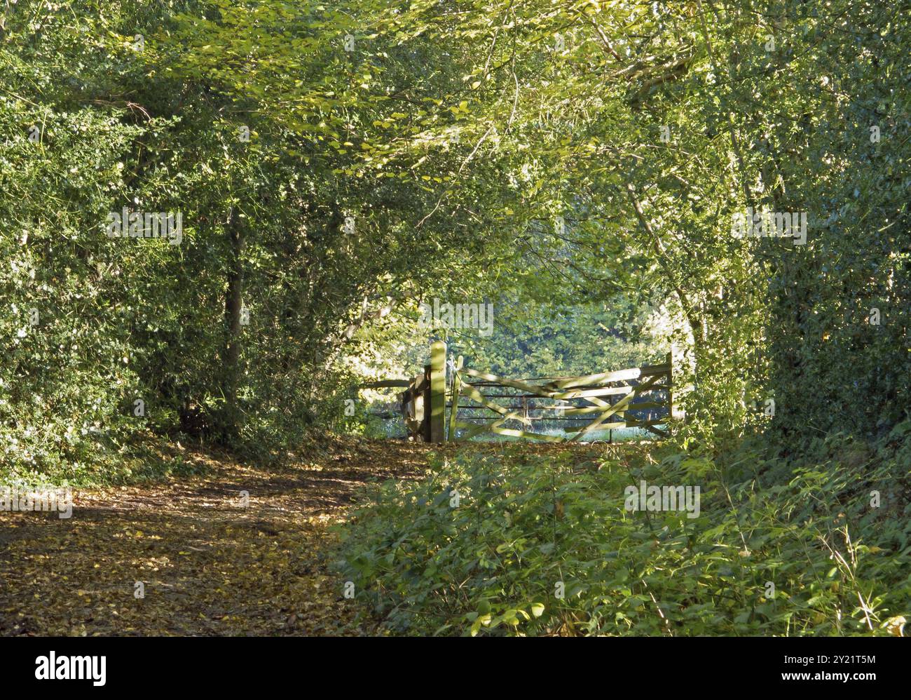 Sentiero nel bosco che conduce al cancello con luce solare attenuata Foto Stock