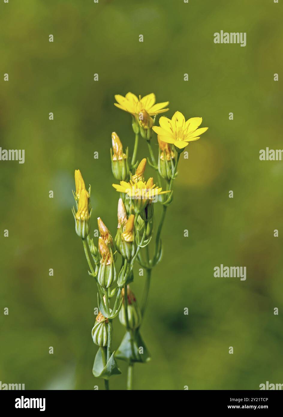 Selvaggio fiore giallo-wort, crescendo su chalk South Downs nel Sussex Foto Stock