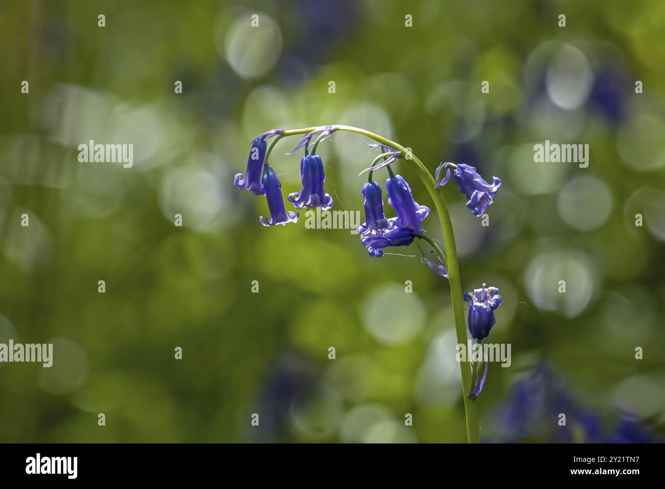 Bluebells madrelingua inglese retroilluminati dal sole Foto Stock