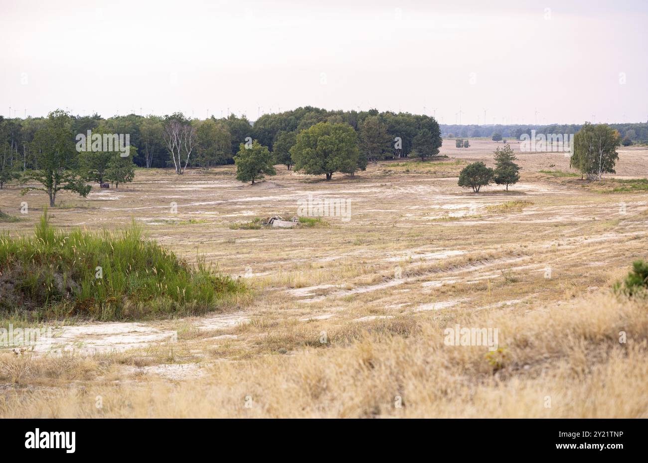 Doeberitzer Heide, vista del terreno aperto, riserva naturale, Brandeburgo, Germania, Europa Foto Stock