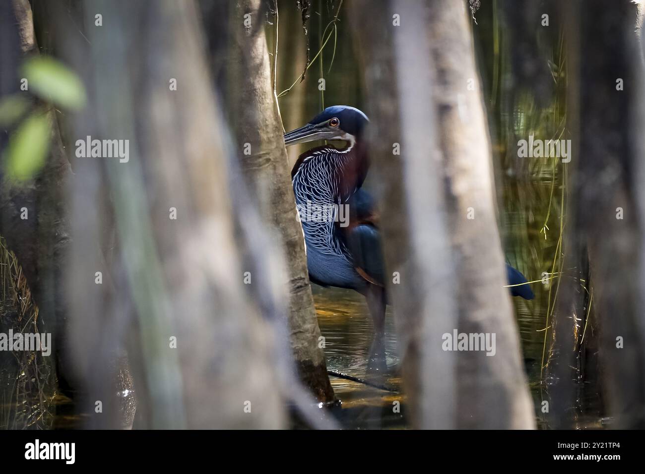 Agami Heron su un ramo di albero contro sfondo verde naturale, Pantanal Wetlands Foto Stock