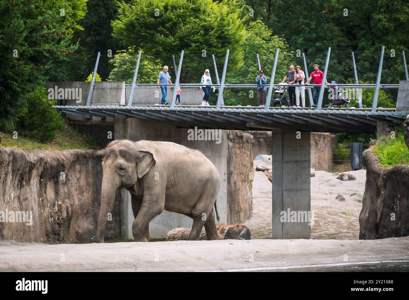 Elefanti all'Oregon Zoo di Portland, Oregon, USA. Foto Stock