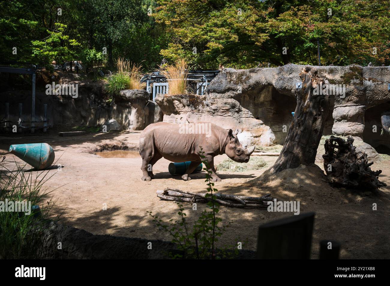 Rinoceronte, o rinoceronte, presso l'Oregon Zoo di Portland, Oregon, USA. Foto Stock