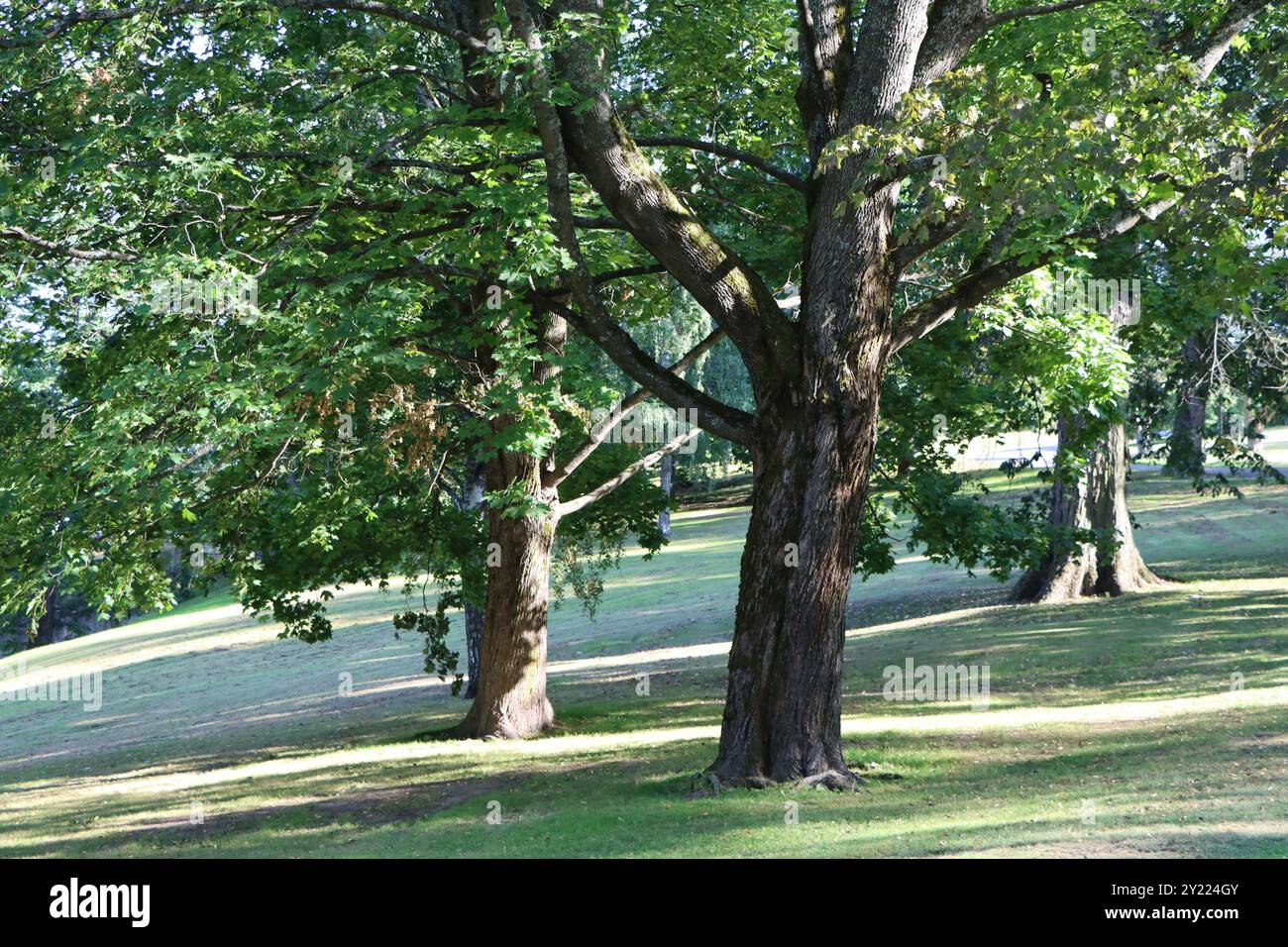 Il parco sulla collina di Tähtitorninvuori nel centro di Helsinki, Finlandia, agosto 2024 Foto Stock