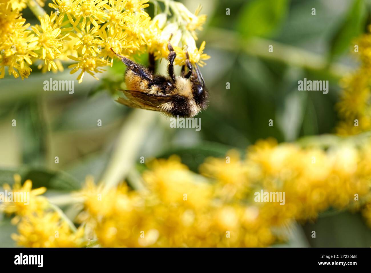 Api che raccolgono polline da un fiore di canna d'oro in Quebec, Canada Foto Stock