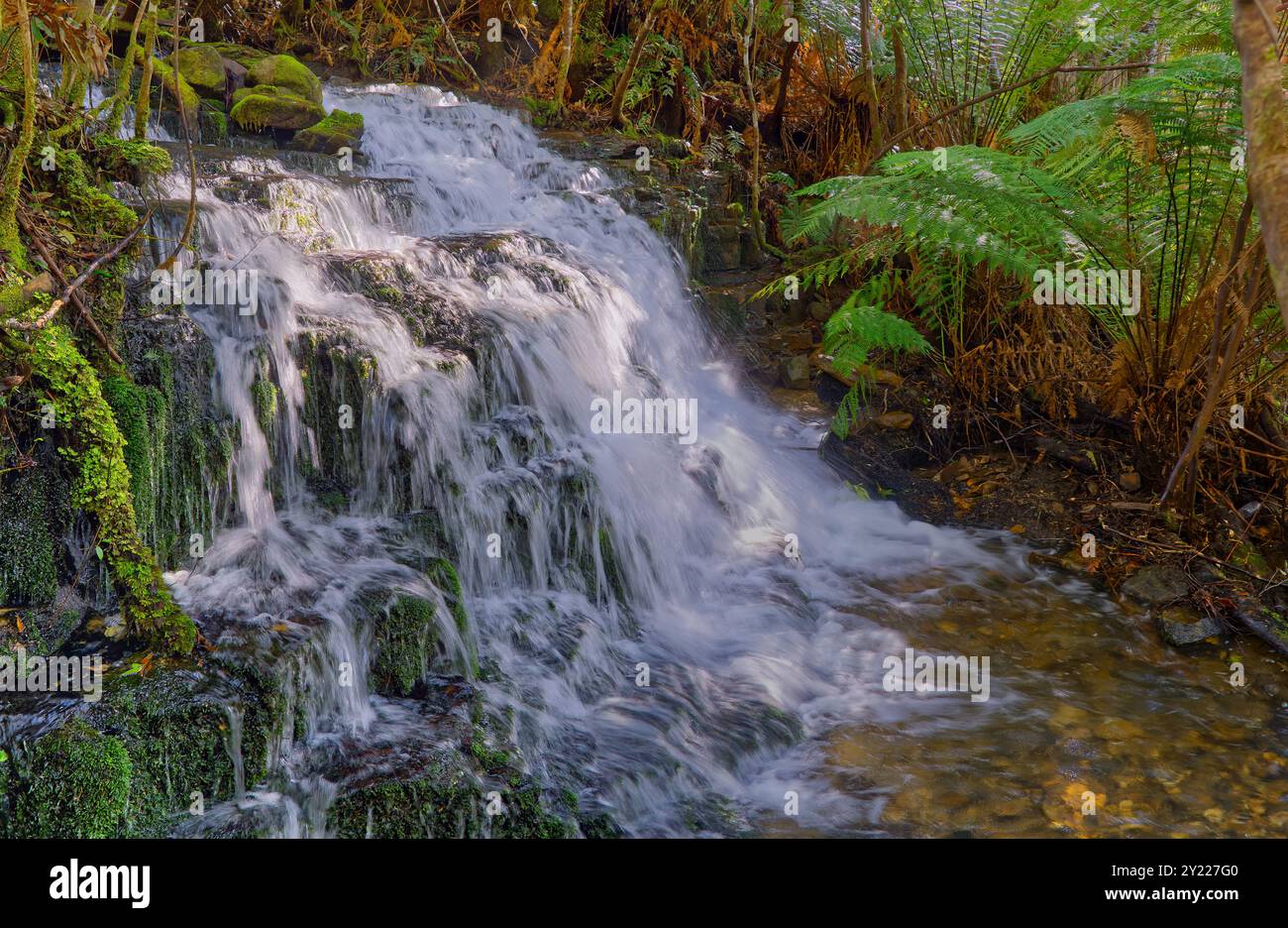 Cascata Featherstone Whitewater Rapid creek River Hobart rivulet, Mount Wellington, Hobart, Tasmania, Australia Foto Stock