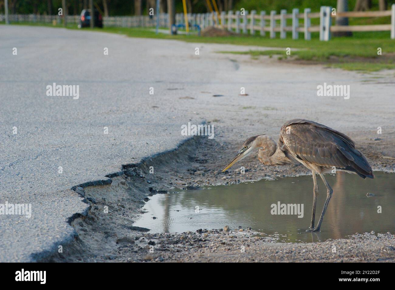 Aironi grigio blu isolato arroccato su due gambe in una buca piena d'acqua in un parcheggio. Guardando verso il sole vicino al tramonto. Erba verde, Foto Stock