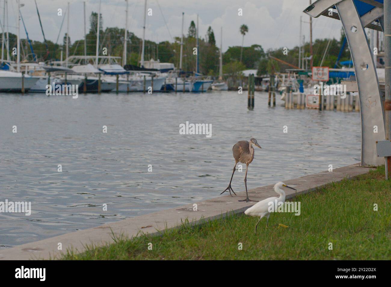 Aironi grigio blu isolato arroccato su due gambe che guardano a destra su un'uscita bianca vicino alla marina. Tavolo per la pulizia dei pesci, pali, barche e gr Foto Stock