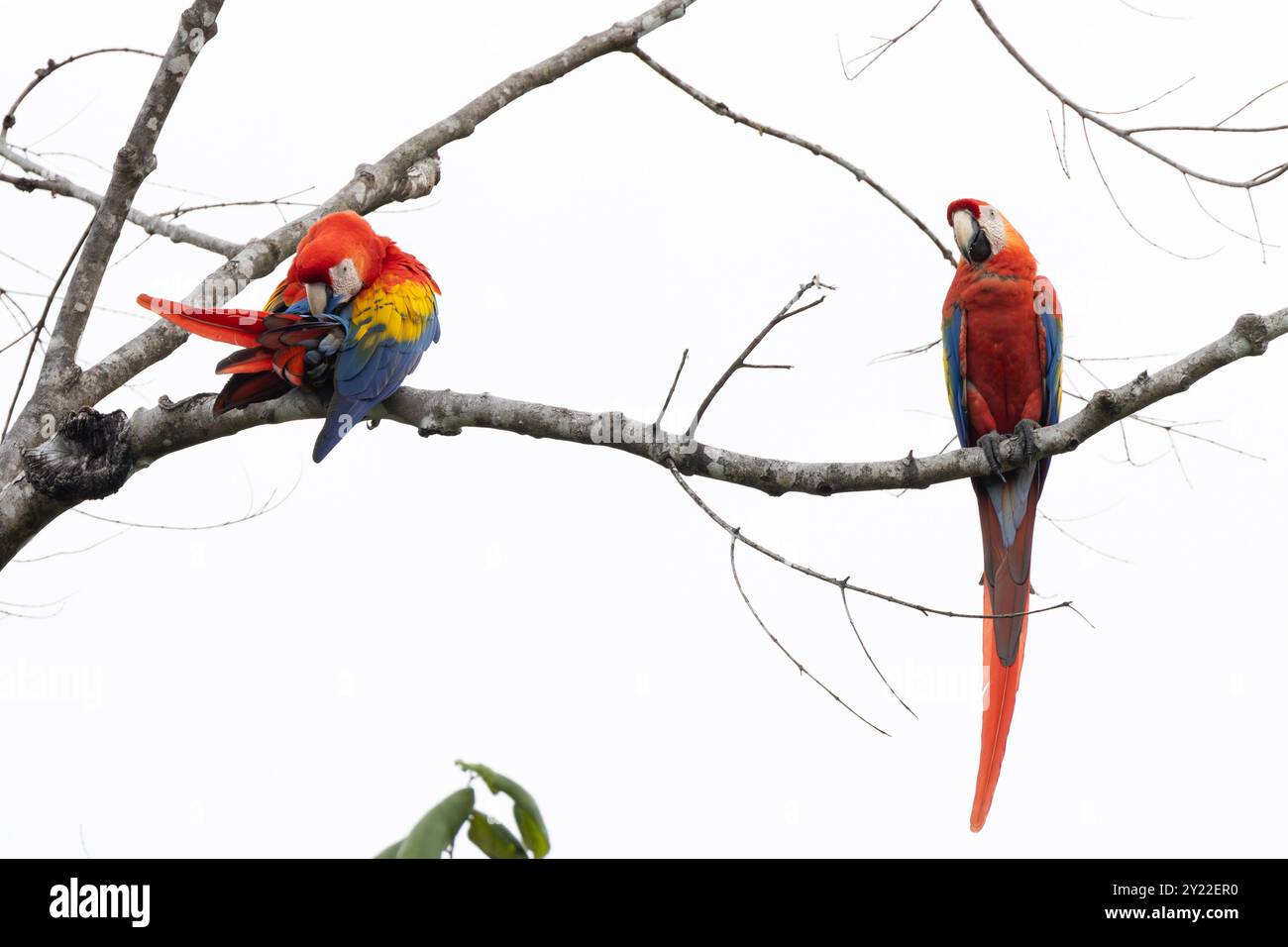 Scarlet Macaw, Ara macao Foto Stock