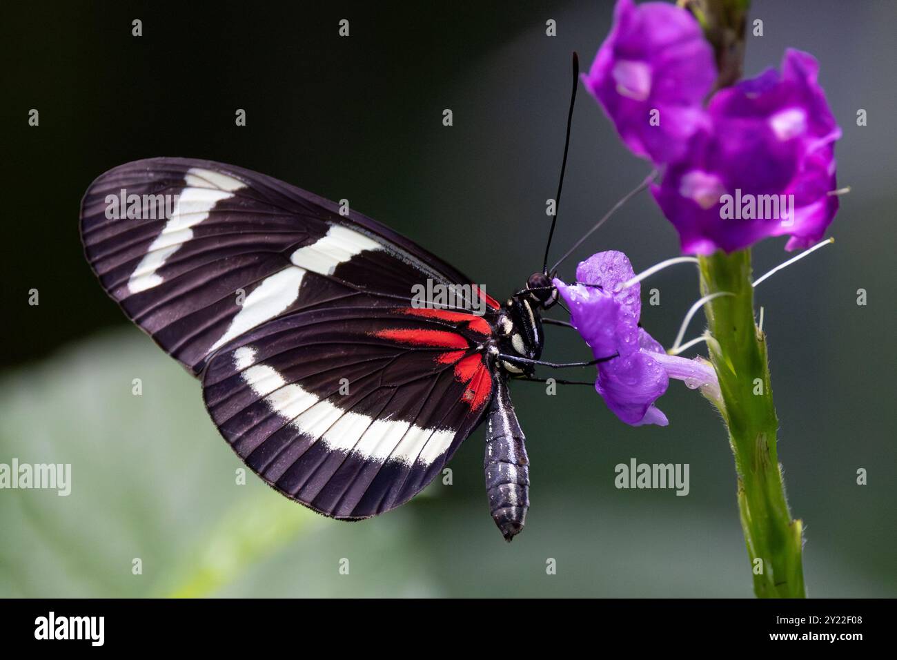 Farfalla postino, Heliconius melpomene Foto Stock