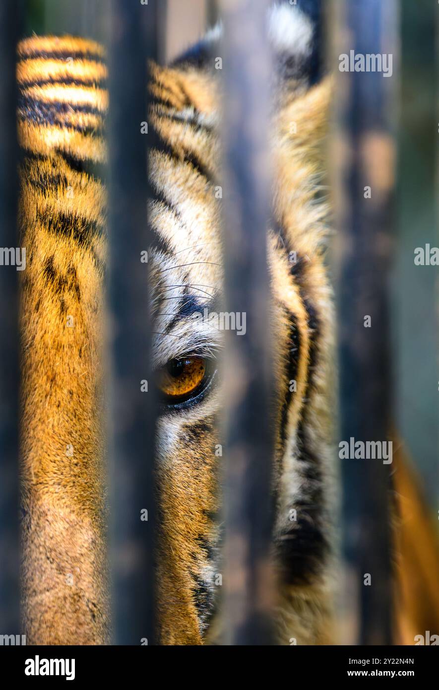 Tigre Eye che sbircia attraverso i bar di metallo dello zoo di Dehiwala, Sri Lanka. Foto Stock