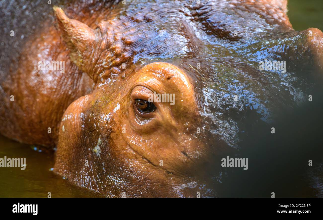 Hippopotamus per metà immerso in acqua torbida, con solo gli occhi, le orecchie e parte della testa visibile Foto Stock
