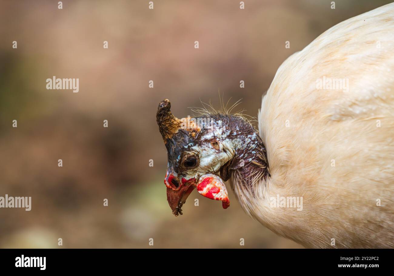 La testa e il viso unici di Guinea Fowl sono caratterizzati da scatti ravvicinati dettagliati. Foto Stock