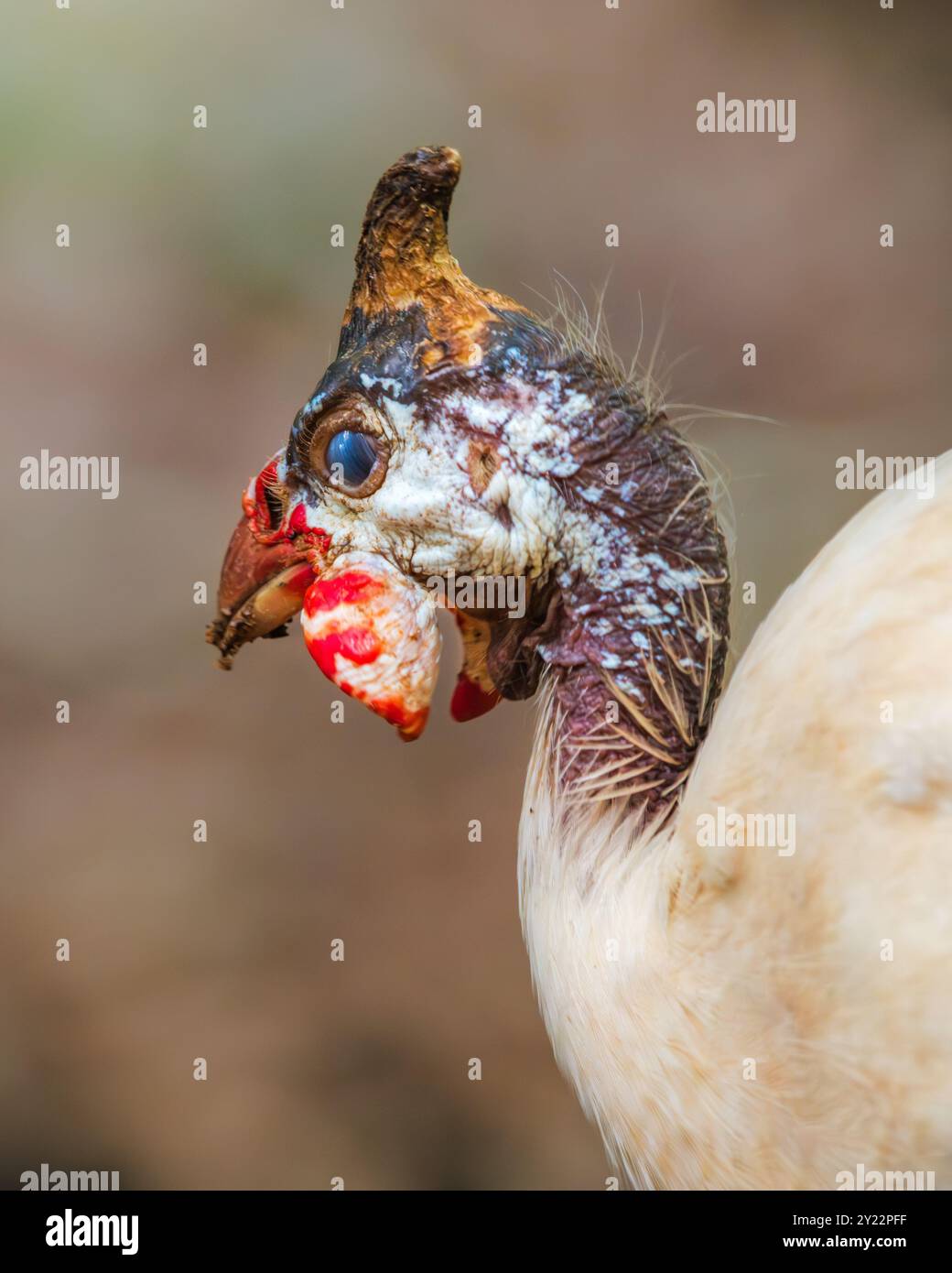 La testa e il viso unici di Guinea Fowl sono caratterizzati da scatti ravvicinati dettagliati. Foto Stock