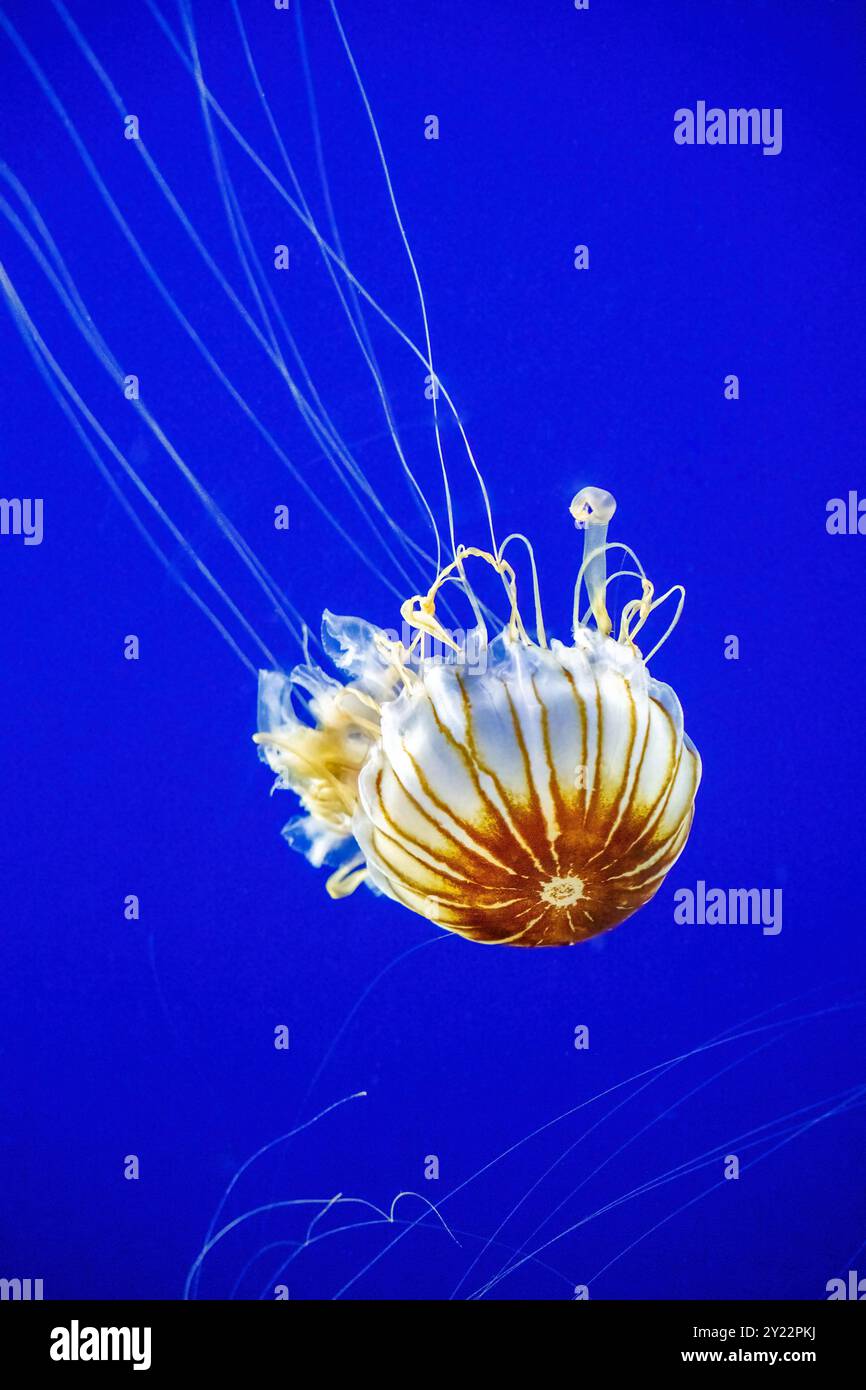 Zoo e acquario di Point Defiance, Tacoma, Washington. I lunghi tentacoli simili a razze dell'ortica marina giapponese (Chrysaora pacifica) nuotano con meduse Foto Stock