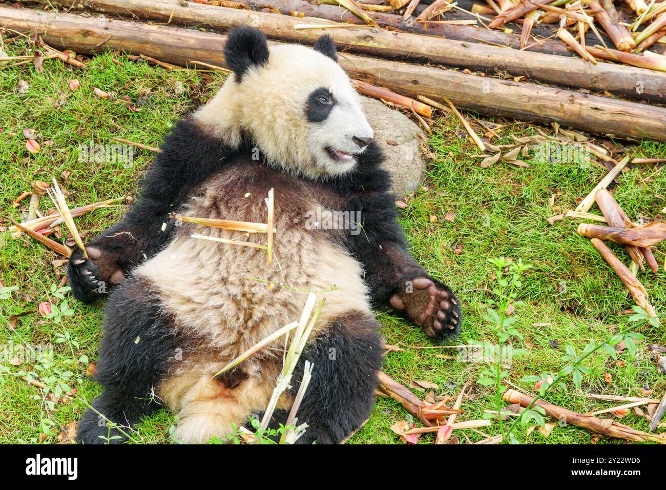 Carino e felice panda gigante che regge il bambù. Divertente orso di panda Foto Stock