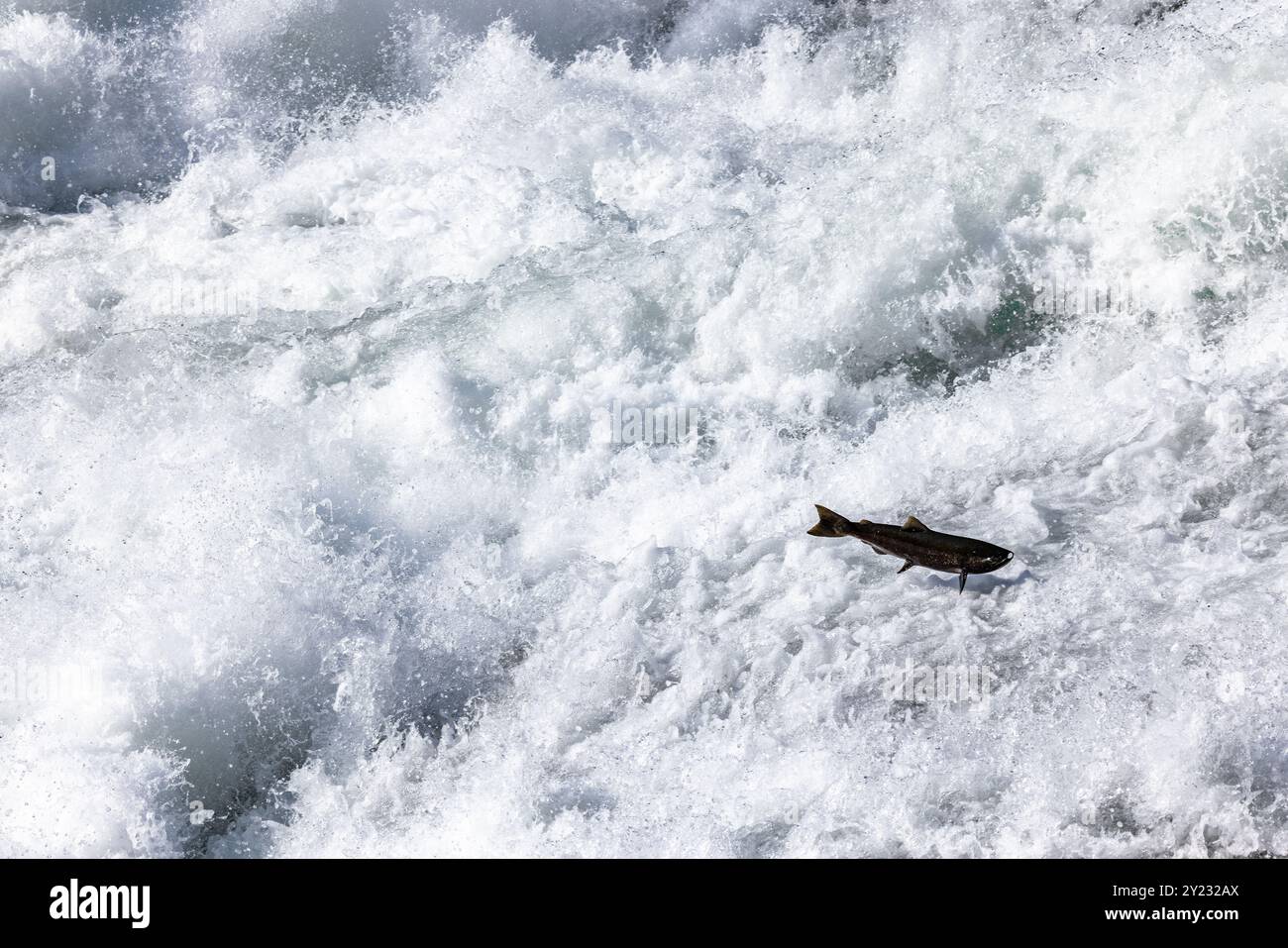 Clearwater, Canada. 5 settembre 2024 nella foto: Chinook Salmon jumping a Bailey's Chute nel Wells Gray Provincial Park vicino a Clearwater in Inghilterra Foto Stock