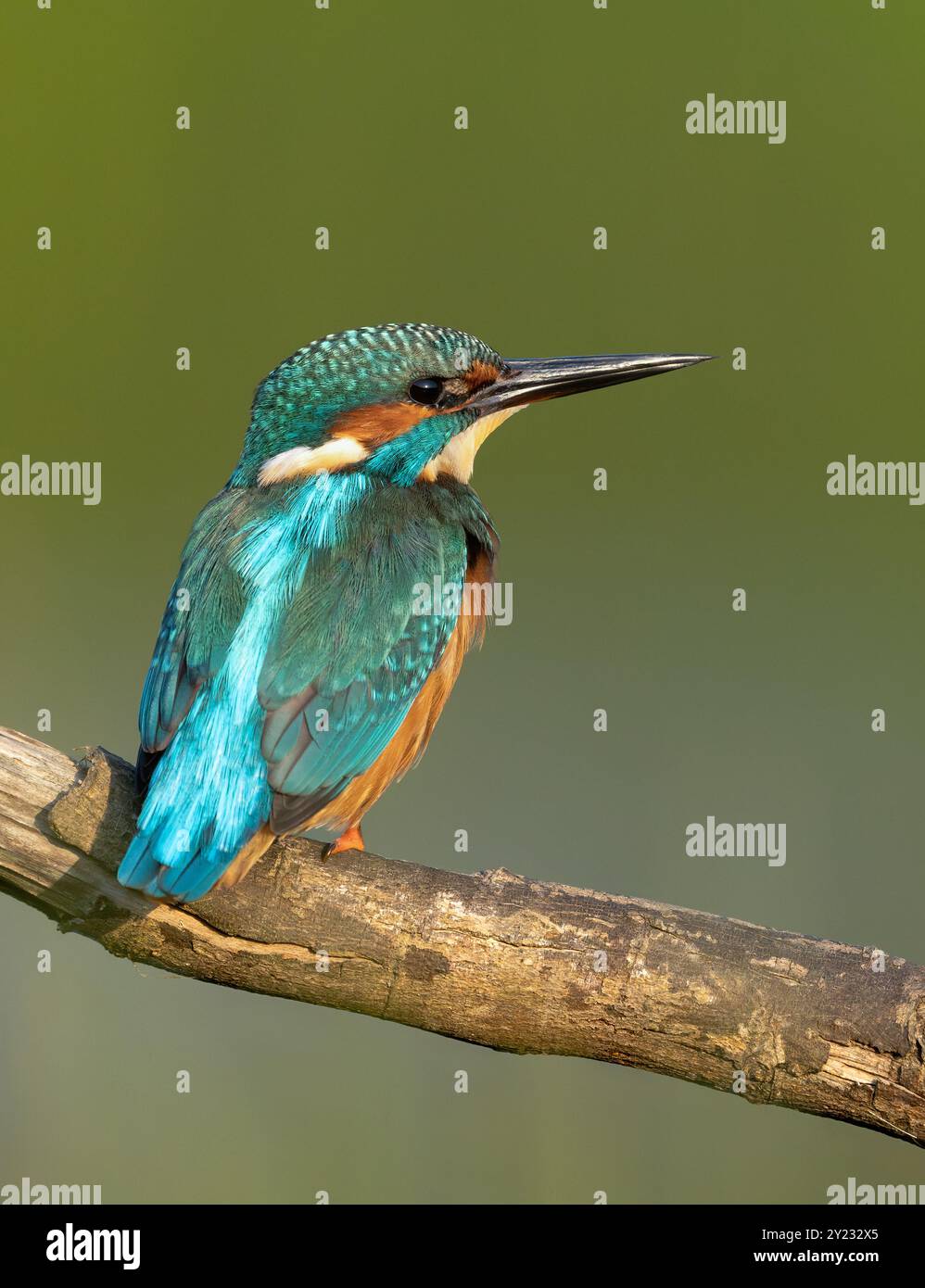 Primo piano di un Kingfisher maschio arroccato (Alcedo atthis) Foto Stock