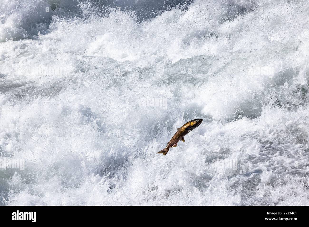 Clearwater, Canada. 5 settembre 2024 nella foto: Chinook Salmon jumping a Bailey's Chute nel Wells Gray Provincial Park vicino a Clearwater in Inghilterra Foto Stock