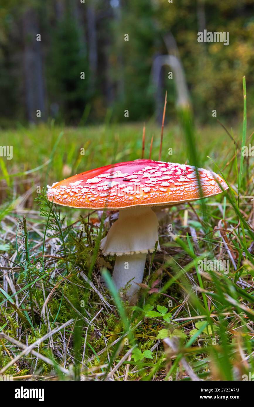 Fai volare il fungo agarico a terra nell'erba Foto Stock
