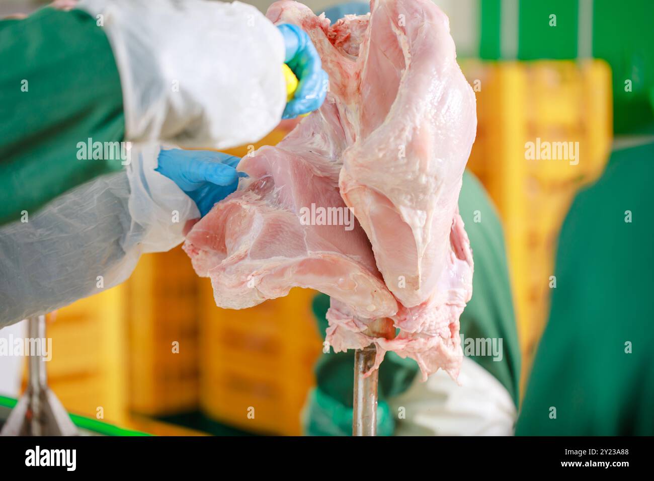 processo di produzione della turchia, allevamento di pollame di tacchino, tagli di carne di pollame da parte dei lavoratori Foto Stock