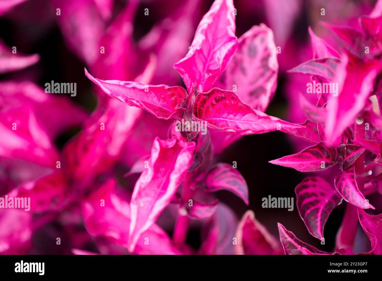 Foglie rosa di Iresine herbstii. Primo piano dell'impianto. Foto Stock