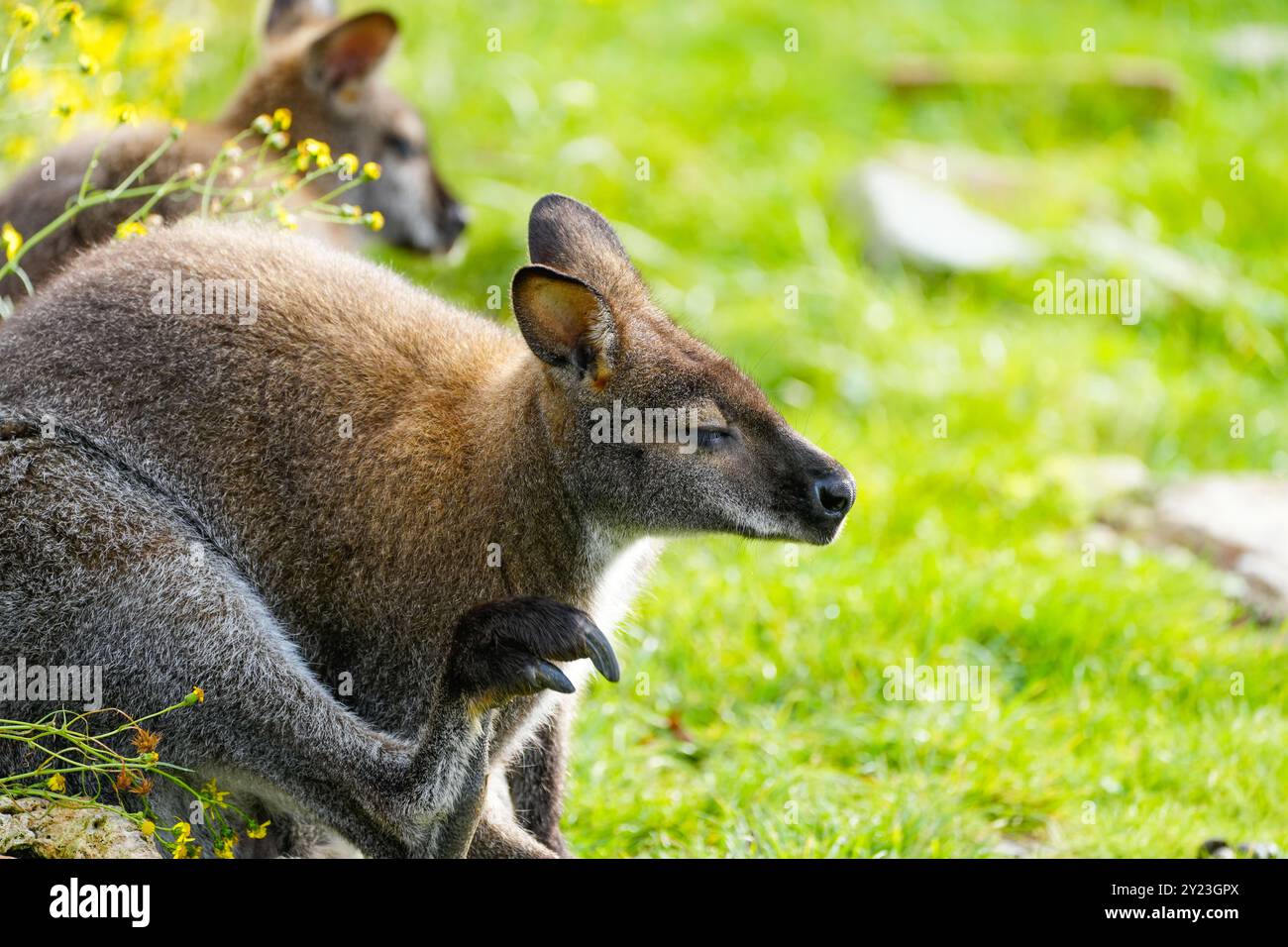 Ritratto di un canguro su un prato verde. Foto Stock