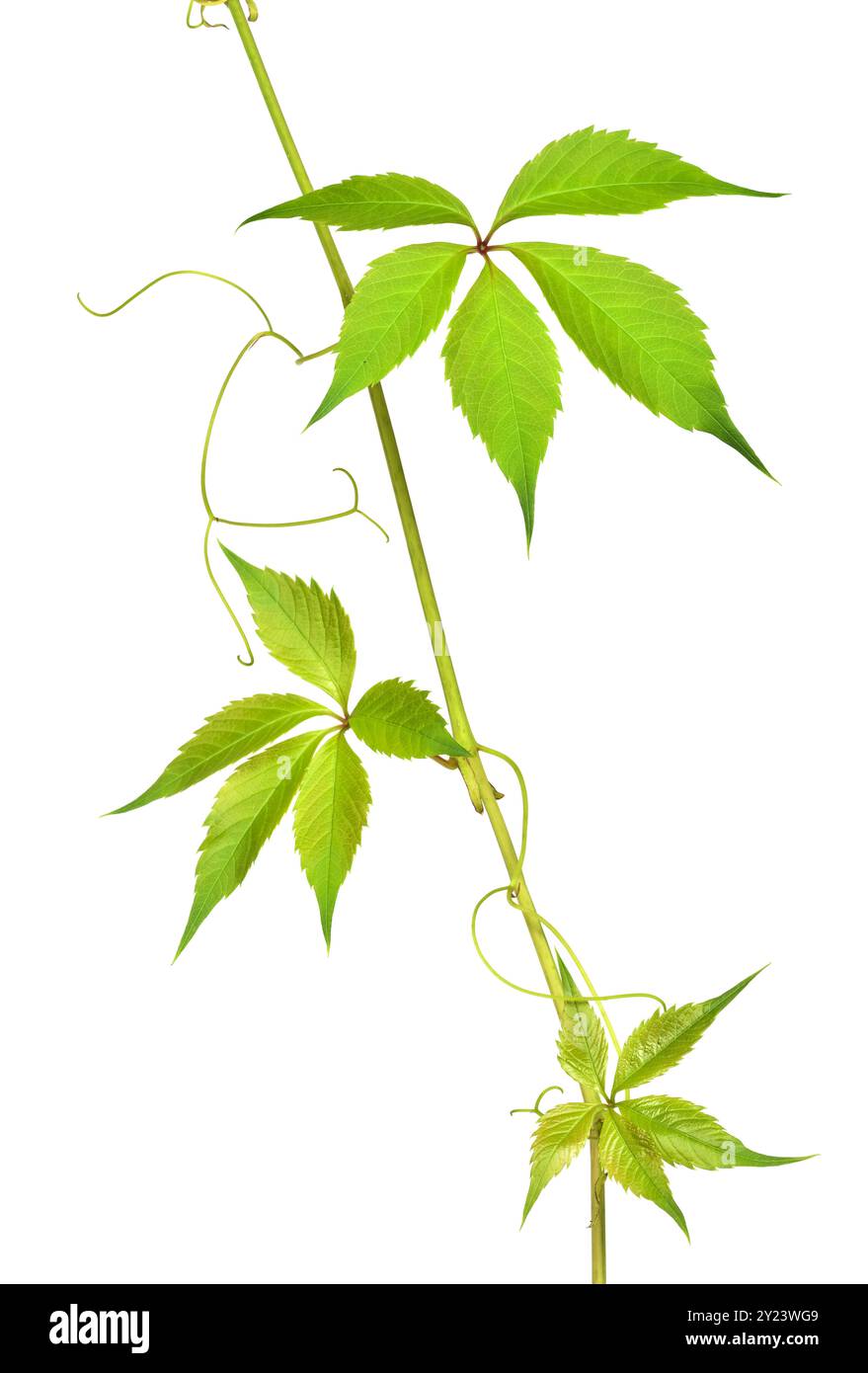 Parthenocissus twig (uva selvatica) con foglie verdi in una disposizione angolare isolata su sfondo bianco o trasparente Foto Stock