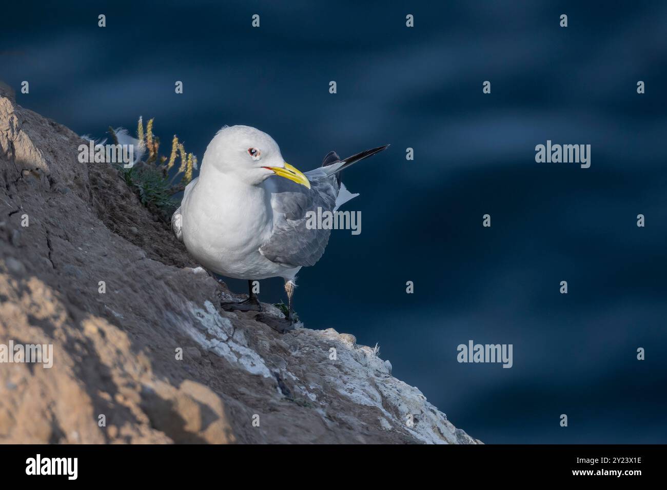 Appollaiato sulla parete rocciosa si trova un uccello marino kittiwake, Rissa tridactyla. di seguito è riportato il mare più scuro e naturale fuori fuoco che fornisce contrasto con l'uccello Foto Stock