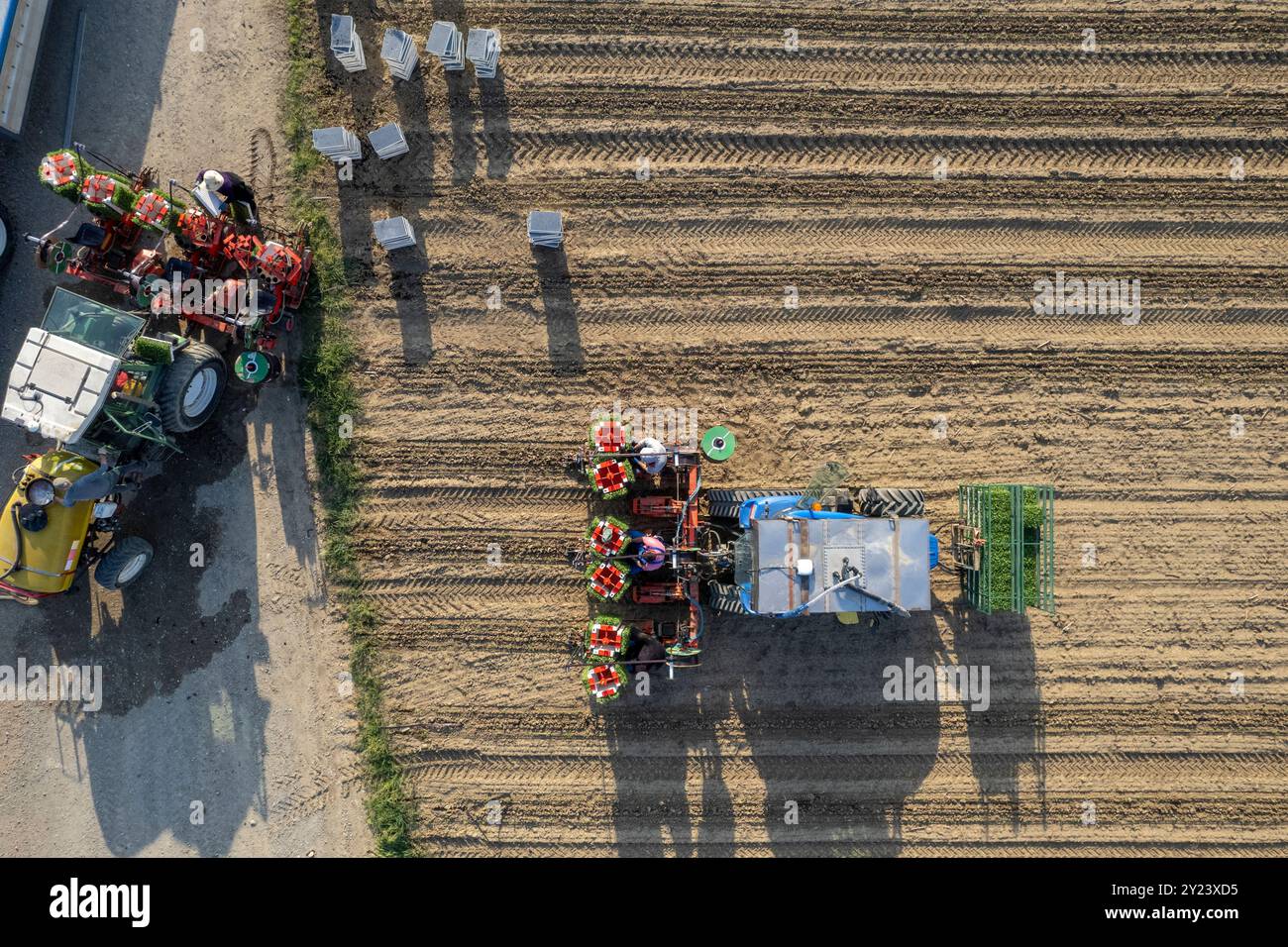Piacenza, Italia - 22 aprile Team di agricoltori in collaborazione per piantare piantine di pomodoro con macchinari specializzati in una giornata di sole Foto Stock